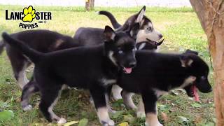 German ShepherdHusky Puppies [upl. by Sibelle]