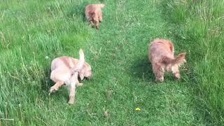 Basset Fauve de Bretagne [upl. by Redd]