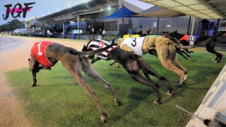 Australian racing greyhounds  Dog race [upl. by Jamin910]