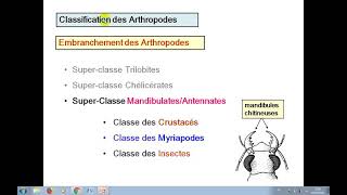 classification de arthropodes [upl. by Webb]