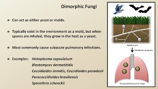 Classification and Structure of Fungi Fungal Infections  Lesson 1 [upl. by Ebeohp]