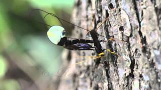 Giant Black Ichneumon Wasp Megarhyssa atrata ovipositing [upl. by Natloz]