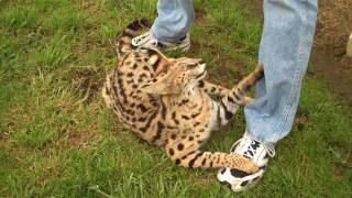 Serval cat  a tame wildcat who acted like a domestic cat [upl. by Nohsav]