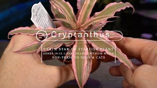 Cryptanthus Bromeliad Care  Earth Star Starfish Bromeliad [upl. by Adirahs]