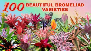 100 BEAUTFUL BROMELIAD VARIETIES [upl. by Acinad455]