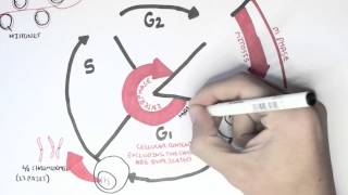 Cell Cycle Overview Interphase [upl. by Jarrad]