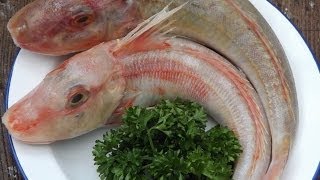 How To Skin And Fillet A Red GurnardSea Robin [upl. by Carley452]