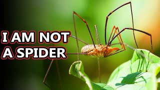 Opiliones facts theyre also known as daddy long legs  Animal Fact Files [upl. by Nnylassej]