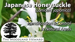 Japanese Honeysuckle Lonicera japonica  Identification amp Control June 9 2020 [upl. by Maxantia]