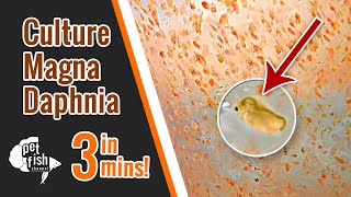 How to culture DAPHNIA MAGNA  The easy way [upl. by Novj]