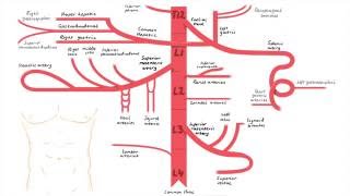 Overview of Heart Anatomy Tutorial [upl. by Gnivre]