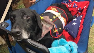 Hero Says Goodbye to Terminally Ill BombSniffing Dog in Heartbreaking Farewell [upl. by Brost331]