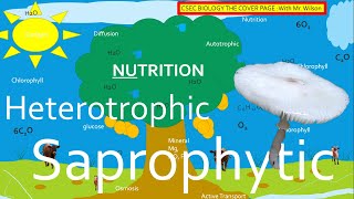 Autotrophic Heterotrophic and Saprophytic Nutrition  CSEC BIOLOGY TCP [upl. by Adnolehs]