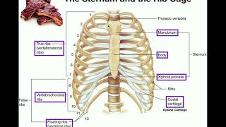 Sternocostal amp Costochondral Joints  RibSternum Articulations [upl. by Hultgren]