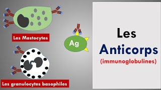 Les Anticorps  Les Immunoglobulines [upl. by Ynnel]