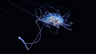 The Hungry Jellyfish [upl. by Fortunato34]