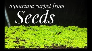 How to Grow Aquarium Carpet from Seeds Glossostigma [upl. by Celio]