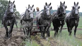 Percheron Horses Plowing Spring 2014 [upl. by Eillor]