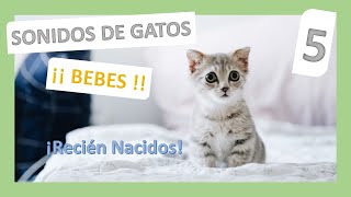 😺 SONIDOS de 5 GATOS BEBES 👶 Llorando Pidiendo ayuda Recién nacidos 🍼 [upl. by Alegnaed]