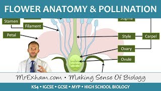 Plant reproduction  Flower anatomy and pollination  GCSE Biology 91 [upl. by Terbecki]