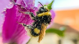 Bumblebee covered in pollen [upl. by Allicerp]