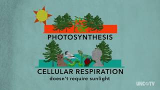 Plant Respiration  Sci NC  PBS North Carolina [upl. by Eimmas]