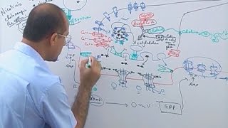 Neuromuscular Junction  Structure  Function amp Diseases🩺 [upl. by Jarvis]