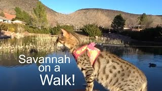 Taking our F3 Savannah Cat on a walk to the park [upl. by Odille]