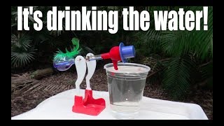 How does a drinking bird work [upl. by Nnarefinnej]