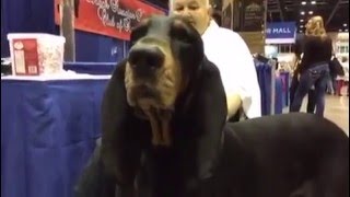 Black and Tan Coonhound [upl. by Lenore]