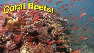 Coral Reef Biology  JONATHAN BIRDS BLUE WORLD [upl. by Amron]