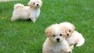 Cute Maltipoo Puppies Playing [upl. by Litch]