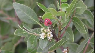 Sumac Identification Guide in the US Genus Rhus [upl. by Kim]