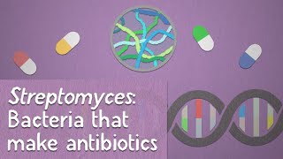 Streptomyces Bacteria that make antibiotics [upl. by Drol]