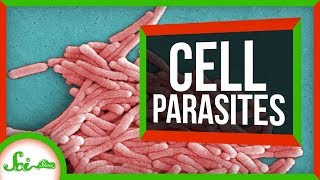 6 Parasites That Live INSIDE Cells [upl. by Nyrrat]