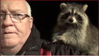 Raccoon Whisperer Story  CBC Television Halifax NS [upl. by Ettenoj]