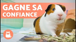 Comment APPRIVOISER un COCHON D’INDE 🐹 4 conseils et astuces [upl. by Animsaj321]