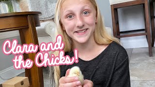 Hatching Chicks with Claras World [upl. by Orenid]