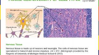 Introduction to Cytology Part 1 [upl. by Culley]