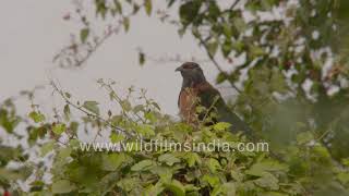 Greater Coucal or Centropus sinensis with deep red eyes hides in thicket in Delhi [upl. by Elleiad484]