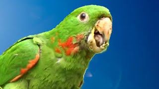 MARITACA CANTANDO 🦜 [upl. by Gaylene]