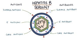 Understanding Hepatitis B Serology Results [upl. by Curley124]