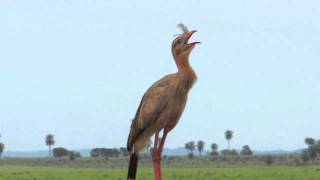 O Canto da Seriema Cariama cristata [upl. by Allac]