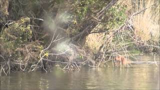 Bassets Fauves de Bretagne en action sur sangliers [upl. by Atsylac]