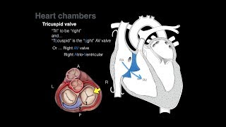 Aortic Valve Disease Animation [upl. by Olenka]