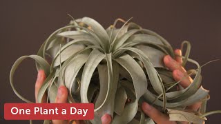 Tillandsia xerographica Air Plant Houseplant Care — 19 of 365 [upl. by Eyoj]