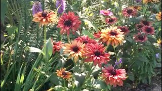 Sahara Rudbeckia in July from seed Silver medal winner Rudbeckia Hirta Romantic Coneflower Easy [upl. by Najram]