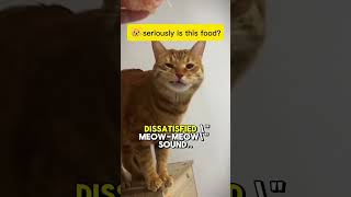 These cats dont seem to like human food youtubeshorts animalvideos funnyvideo [upl. by Moazami]