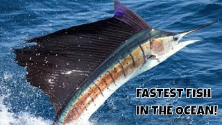 THIS IS THE FASTEST FISH ON THE PLANET SAILFISH [upl. by Aigil888]