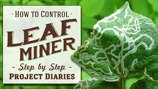 ★ How to Control Leaf Miner A Complete Step by Step Guide [upl. by Parris251]